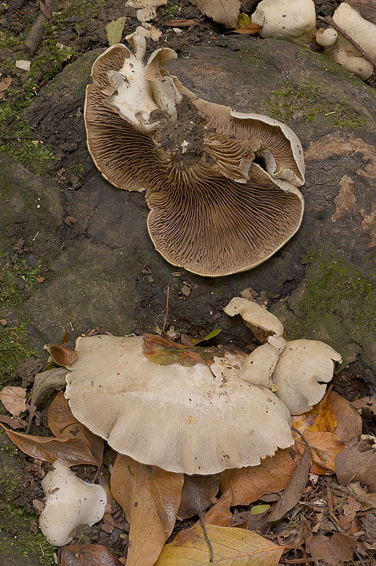 Crepidotus autochthonus